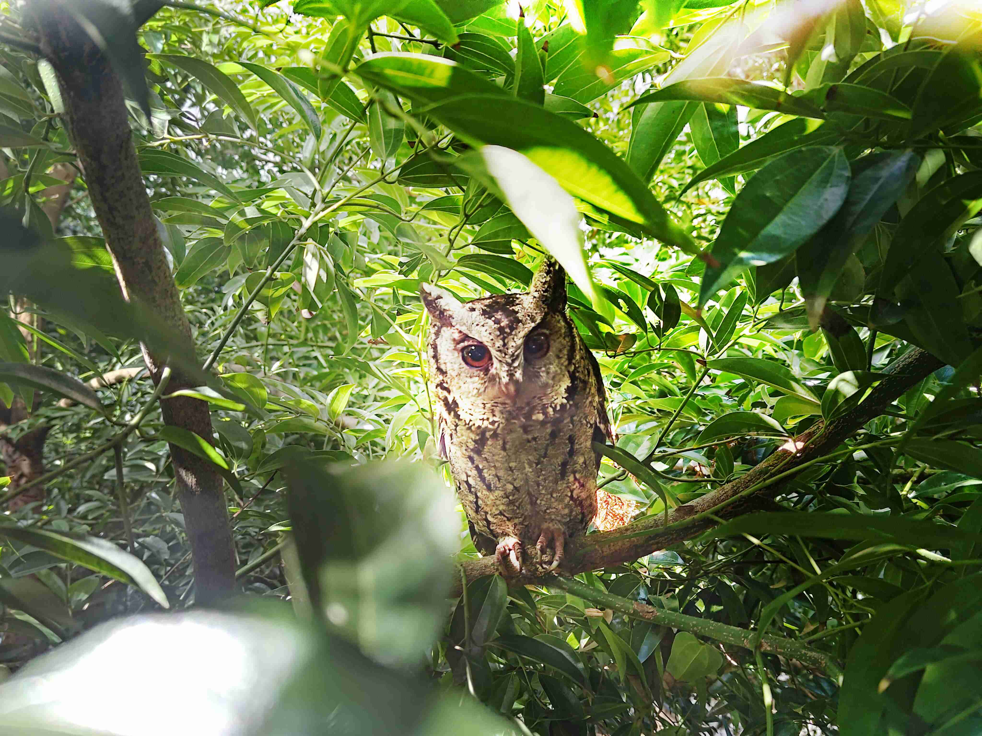 CG电子致力提倡净零绿生活，，，，16年以来在全球各厂区植树逾百万棵，，，，造就各厂区树木蔚然成林，，，，犹如森林工厂，，，，成为许多生物的栖息地
